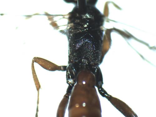 Aritranis director