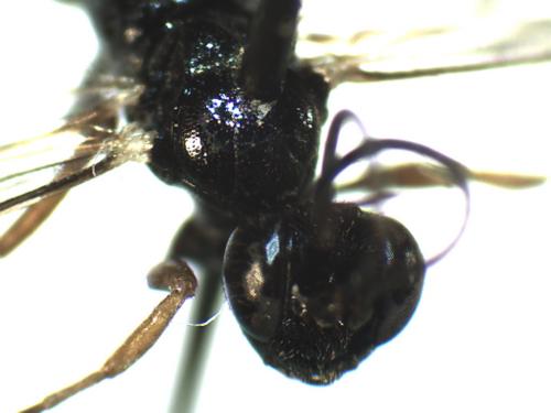 Aritranis director