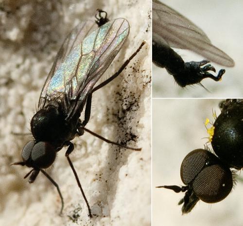 Iteaphila italica