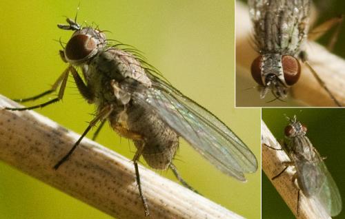 Réf. 222 817 : Coenosia albicornis