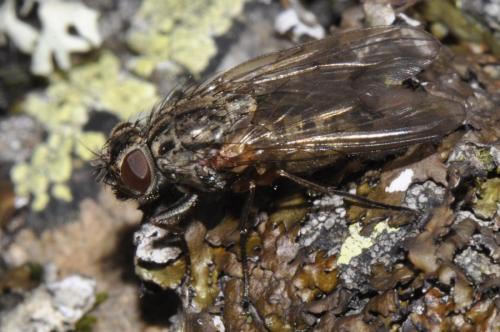 Phaonia tuguriorum