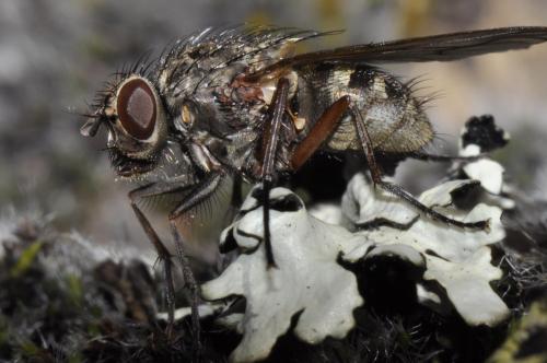 Phaonia tuguriorum