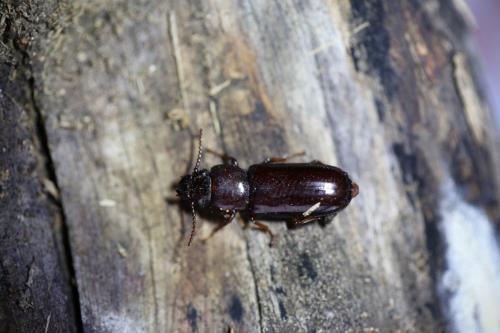 Réf. 222 659 : Caledonandra sp.