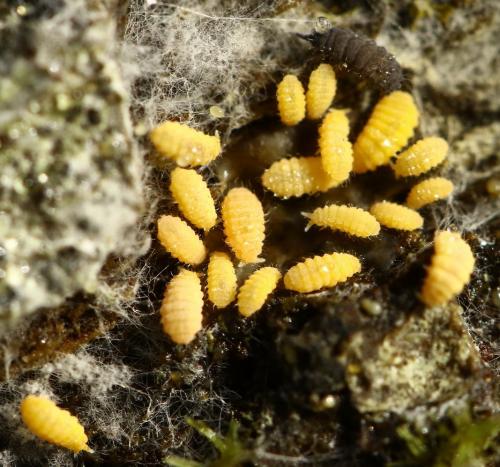 Monobella grassei