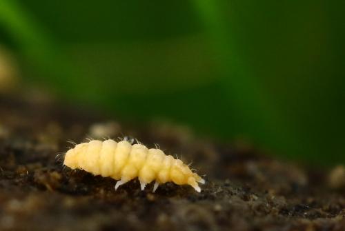 Monobella grassei