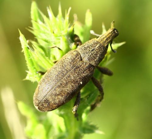 Réf. 222 213 : Cleonis pigra