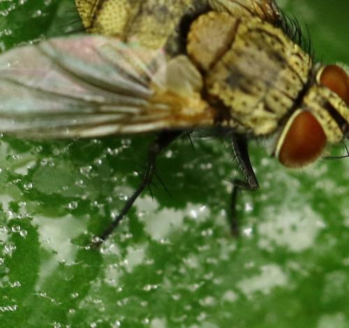 Senometopia sp.