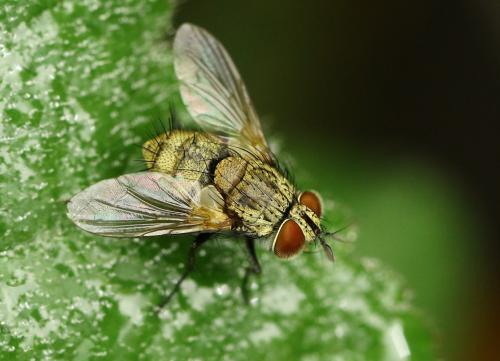 Réf. 222 542 : Senometopia sp.
