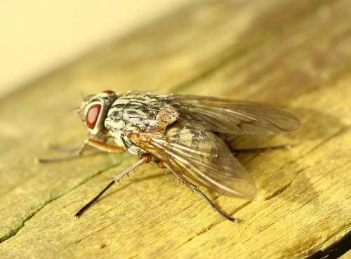 Réf. 222 649 : Phaonia valida