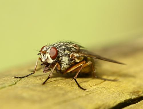 Réf. 222 650 : Phaonia valida