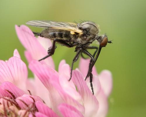 Réf. 222 834 : Empis decora