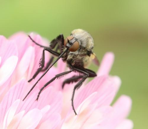 Réf. 222 835 : Empis decora