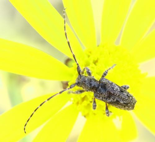 Réf. 222 094 : Pogonocherus caroli