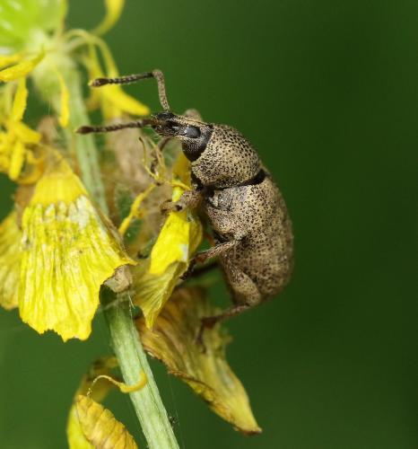Otiorhynchus sp.