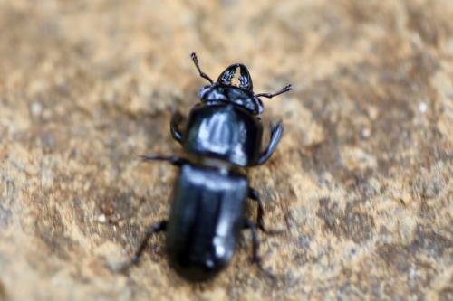 Figulus laevipennis