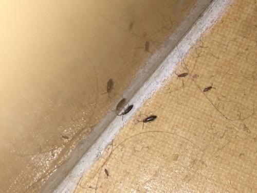 Tomocerus minor