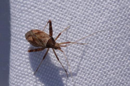 Réf. 222 512 : Phytocoris sp.