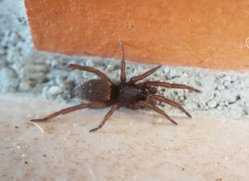 Réf. 222 276 : Haplodrassus sp.