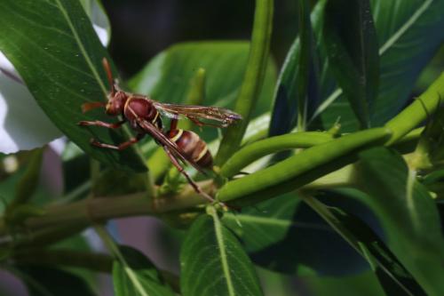 Polistes stigma townsvillensis
