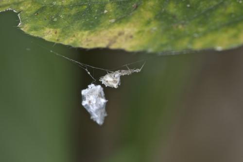 Uloborus sp.