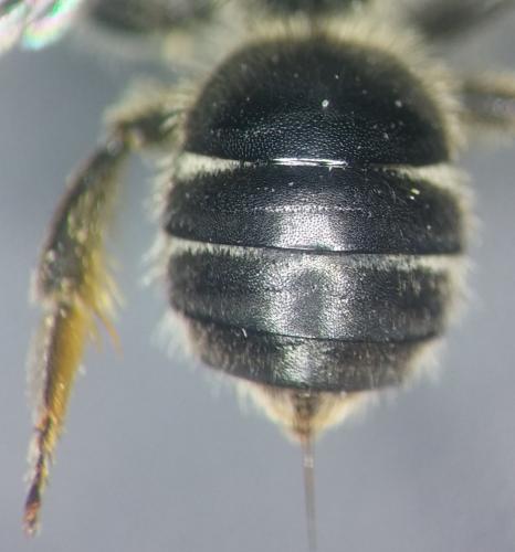 Lasioglossum leucozonium