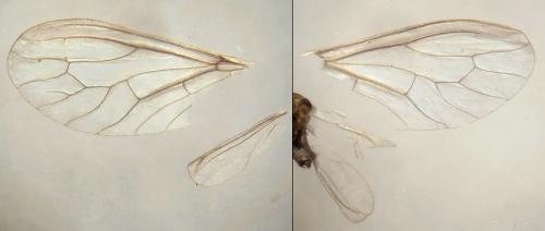Conwentzia sp.