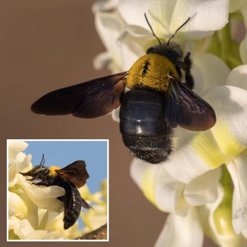 Xylocopa sp.