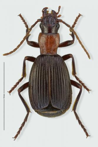 Réf. 222 952 : Aptinus displosor