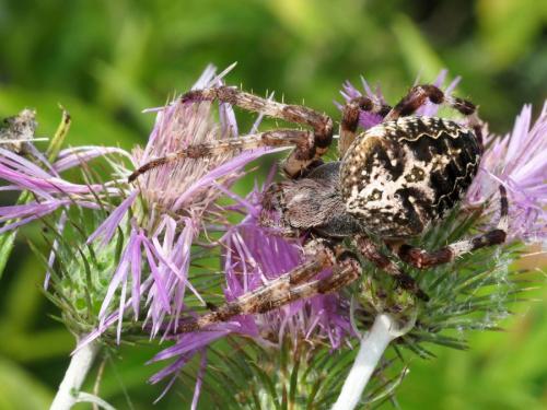 Araneus angulatus