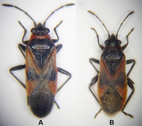 Arocatus sp.