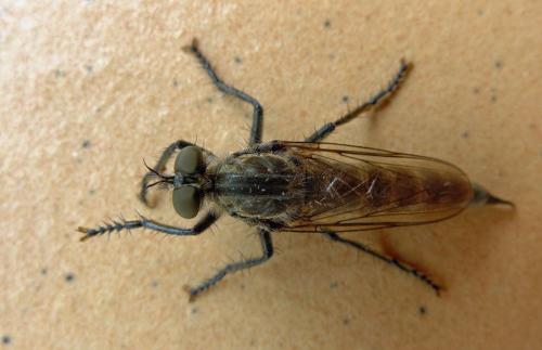 Machimus cyanopus