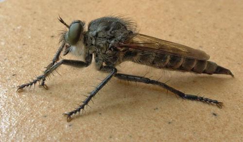 Machimus cyanopus