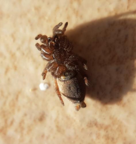 Réf. 222 278 : Haplodrassus sp.
