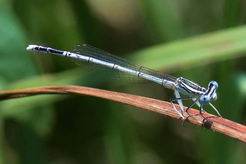 Platycnemis pennipes