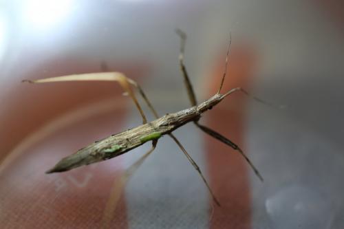 Sastrapada sp.