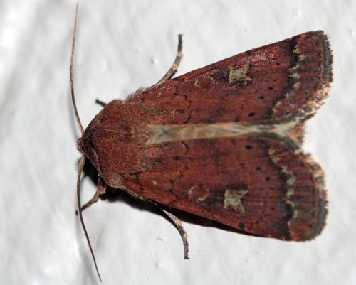 Réf. 222 221 : Xestia xanthographa
