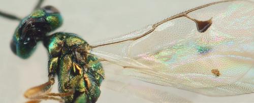 Réf. 222 023 : Miscogaster sp.