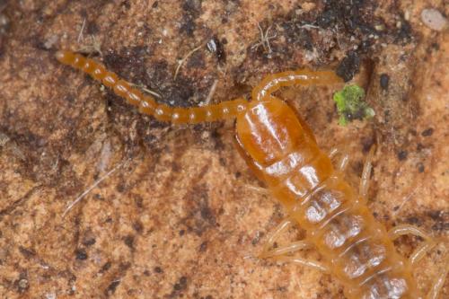 Réf. 222 178 : Geophilus sp.