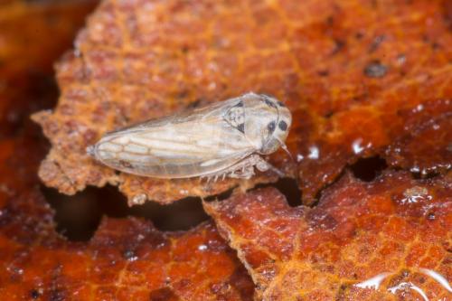 Anaceratagallia sp.