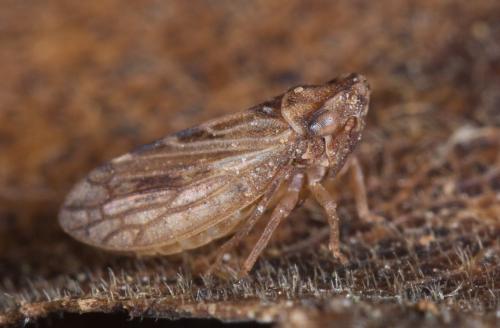 Megophthalmus sp.