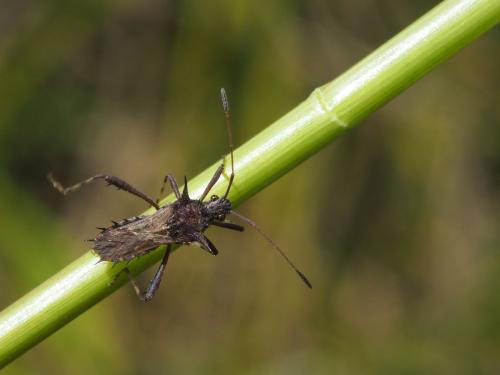Clavigralla sp.