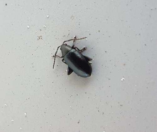 Réf. 222 996 : Phyllotreta sp.