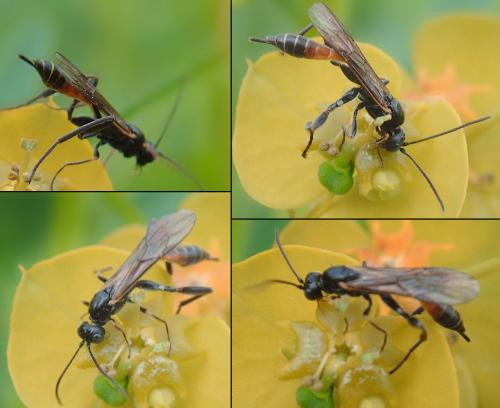 Collyria sp.
