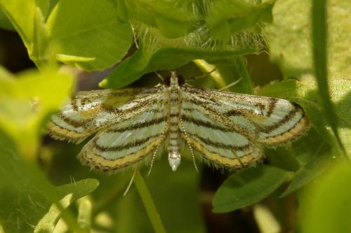 Parapoynx badiusalis