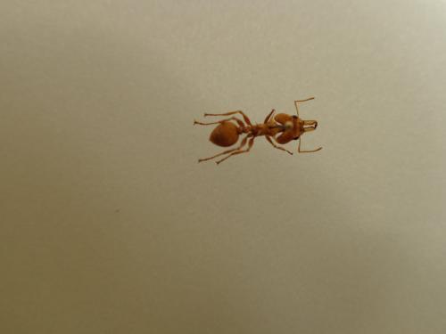Réf. 222 066 : Daceton armigerum