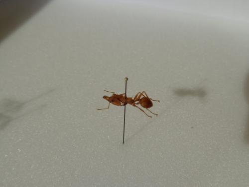 Daceton armigerum