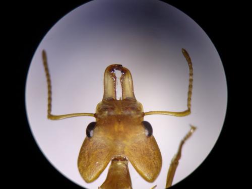 Daceton armigerum