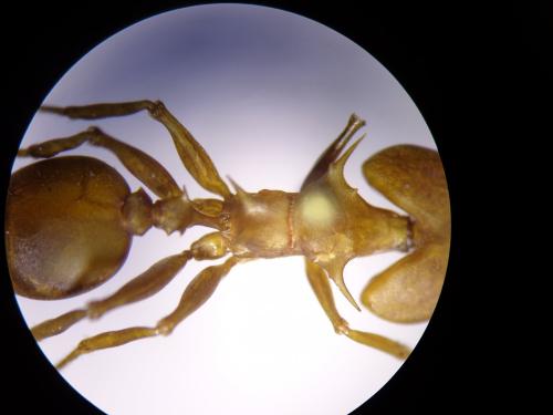 Daceton armigerum