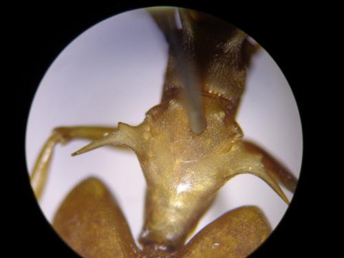 Daceton armigerum