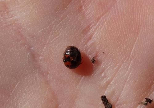 Réf. 222 899 : Subcoccinella vigintiquatuorpunctata